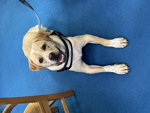 Cooper