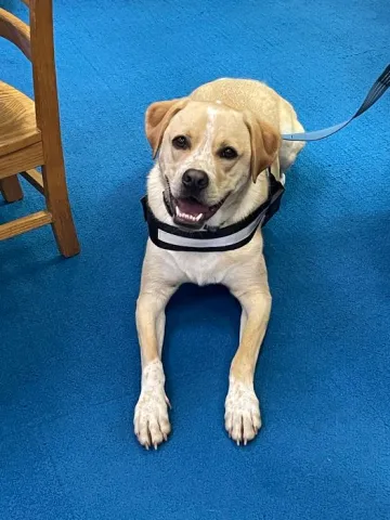 yellow labrador