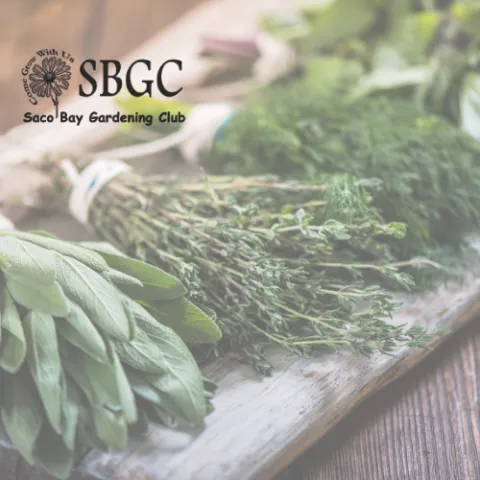 herbs on a table with saco bay garden club logo