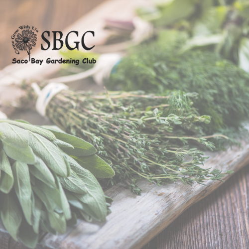 herbs on a table with saco bay garden club logo